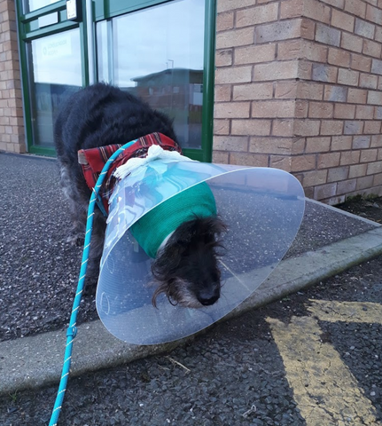 Charter Veterinary Hospital - Barnstaple