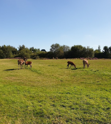 Chasewater Country Park