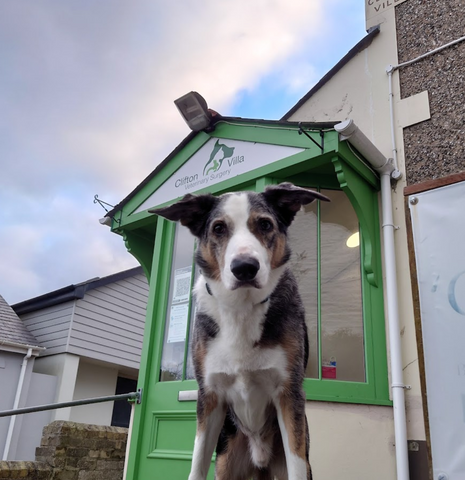Clifton Villa Veterinary Surgery - Truro
