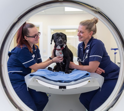 Cornwall Veterinary Referrals