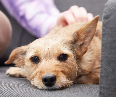 County Vets - Alsager