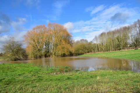 Lake with trees in background