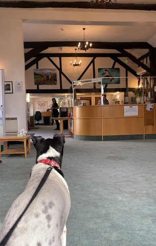 Davies Veterinary Specialists - Hitchin