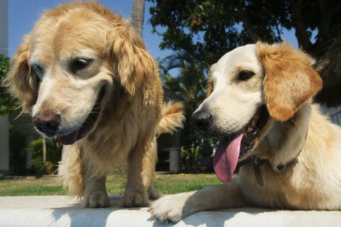 Garsington Grooming Co