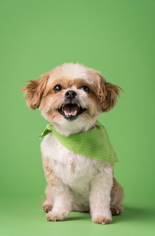 Dog Groomers Near Me in Manchester urban paw