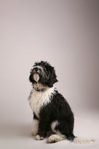 Shampoodle (Oakenshaw, BD12) dog groomers near me