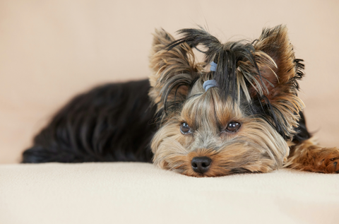 The Dog House Grooming