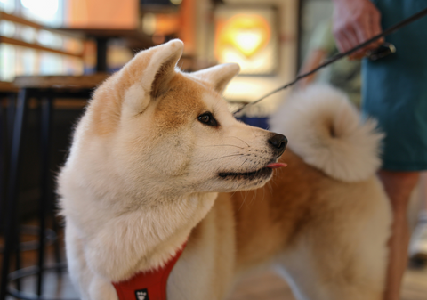 Clarabella's Dog Grooming