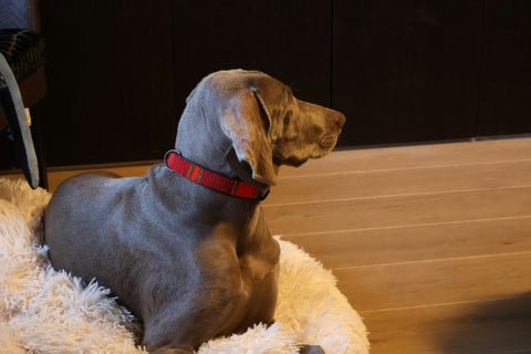 The Groom Room Colchester