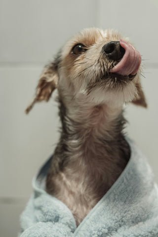 Millie’s Paws Grooming Studio &amp; Hydrotherapy