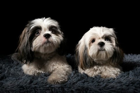 Furballs Dog Groomers