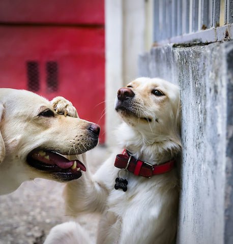 The Pretty Puppy Parlour