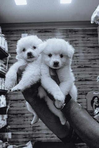 Sittin’ Pretty Dog Grooming