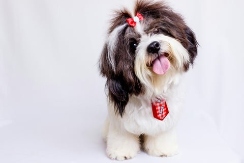 Millionhairs (Bath) dog groomers near in bath