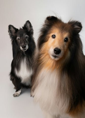 Urban Tails Dog Grooming (South, EH16)