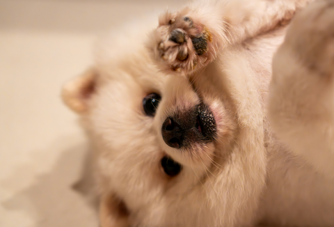 Zucci’s Dog Grooming