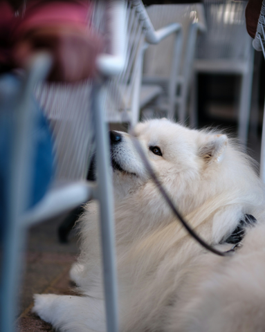 Shampooch & Set (Cottenham/CB24)