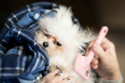 BOW WOW London Dog Grooming