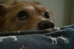 Woof Woof Wonderland