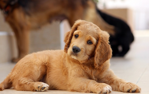 pet doctors vets isle of wight