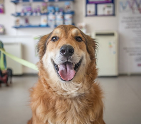 Fenwold Veterinary Practice - Spilsby