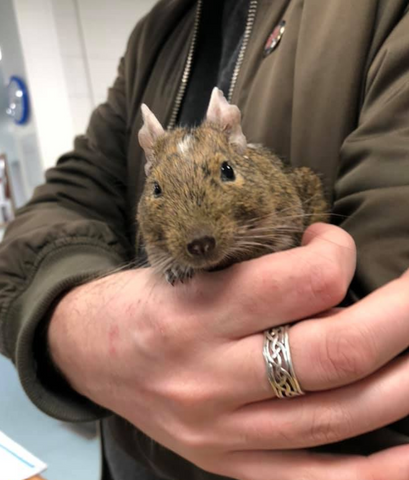 Galedin Vets, Berwick- Berwick