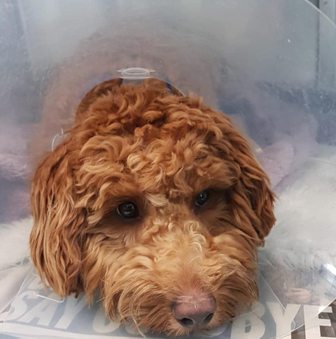 Gilmoor Vets - Spennymoor