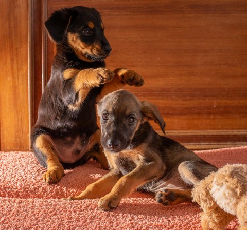 Madison’s Canine Grooming