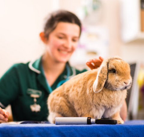 Grove Lodge Vets - Worthing