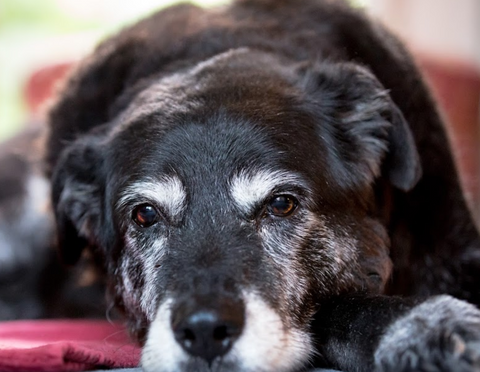 Highgate Veterinary Clinic -&nbsp;Kendal