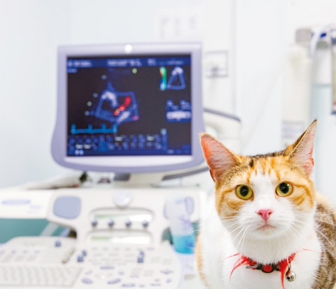 Holly House Veterinary Hospital - Leeds