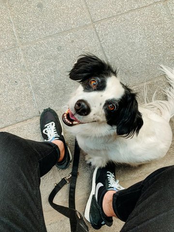 Hollytrees Animal Rescue Trust