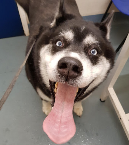 Holmer Veterinary Surgery - Hereford