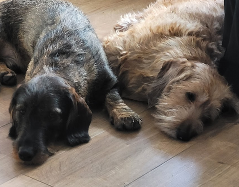 Icknield Veterinary Group Ltd