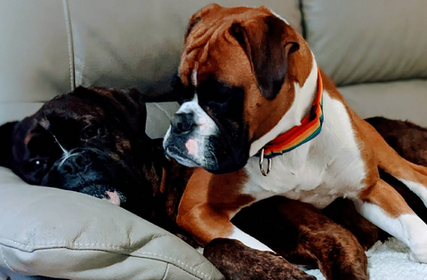 Joey's Legacy Rescue and Dog  Rehoming