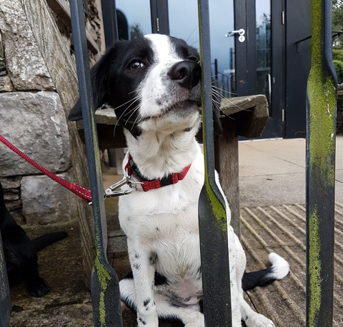 Lanes Vets - Garstang