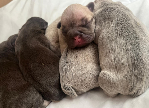 Larkmead Vets - Didcot