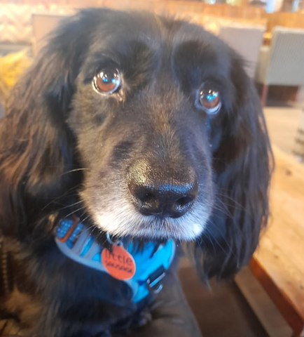 Letchworth Veterinary Centre