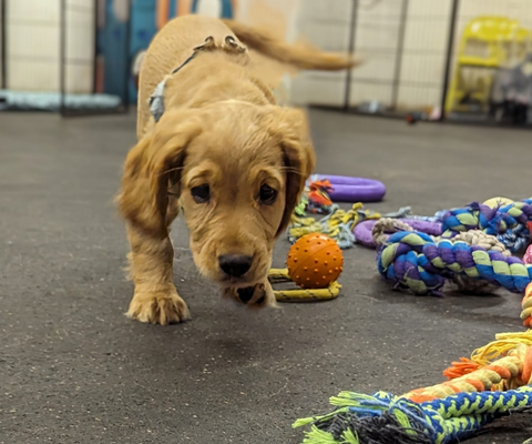 Little Tykes Dog Hub