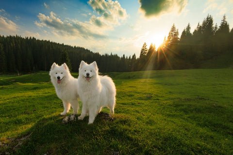 Posh Pooches Dog Grooming