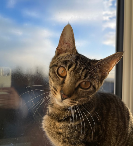 Medivet 24 Hour Alfreton