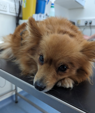 Meopham Veterinary Hospital - Gravesend