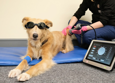 Millcroft Veterinary Group - Cockermouth