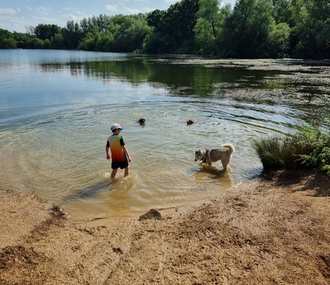 dog swimming spot