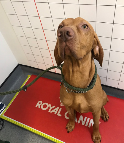 Minster Veterinary Centre