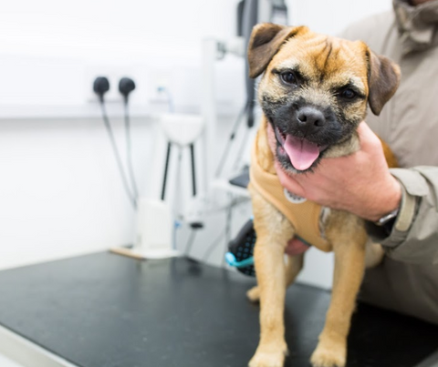 Moorview Vets - Backworth