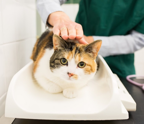 Myerscough Veterinary Group - Preston