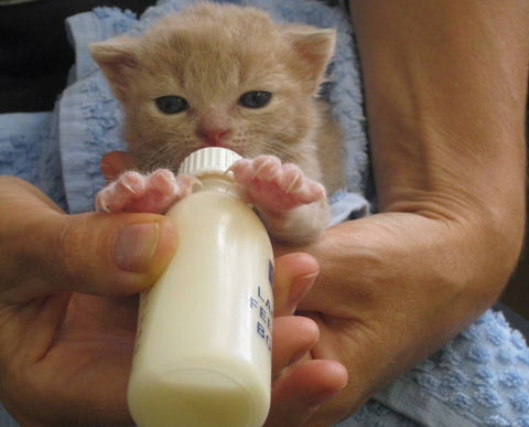 Bryson's Animal Shelter