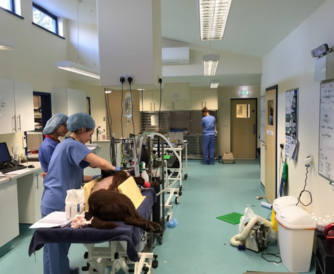 Nine Mile Veterinary Group - Wokingham