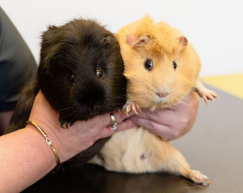 Oakmount Veterinary Centre